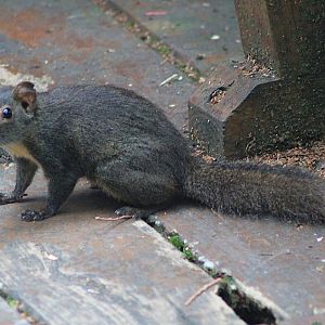 Owston's Long-nosed Squirrel (Dremomys pernyi owstoni)