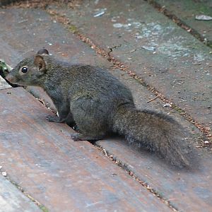 Owston's Long-nosed Squirrel (Dremomys pernyi owstoni)