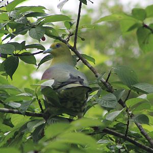 White-bellied Pigeon (Treron sieboldii)