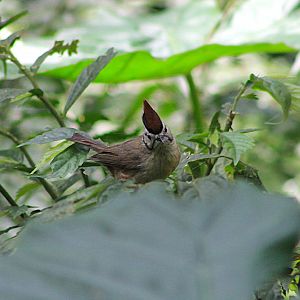 Taiwan Yuhina (Yuhina brunneiceps)