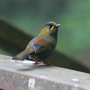 Steere's Liocichla (Liocichla steerei)