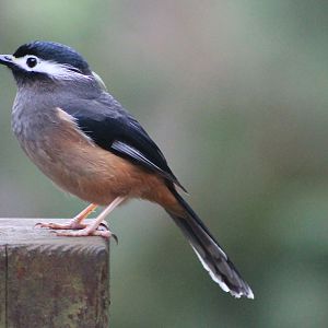 White-eared Sibia (Heterophasia auricularis)