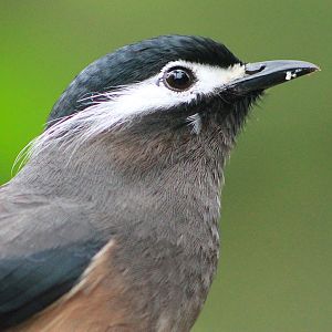 White-eared Sibia (Heterophasia auricularis)