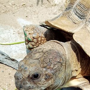 African Spurred Tortoise 180525