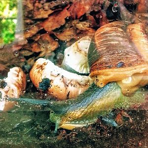 Bertia Cambojiensis 180525