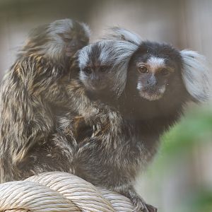 Common Marmosets, Hamerton, UK