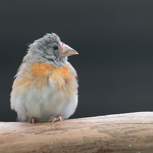Red Siskin, Hamerton, UK