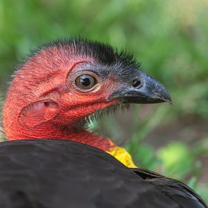 Brush Turkey, Hamerton, UK