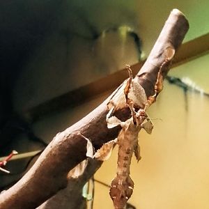 Macleay's Spectre 180525