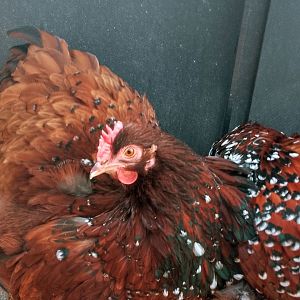 Unknown chicken species 180525