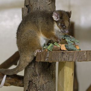 Eastern ring-tailed possum