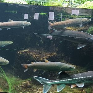 Huchen and Russian Sturgeons