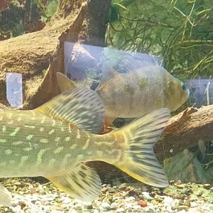 Perch and Northern Pike