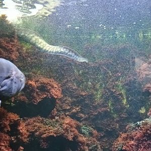 Mediteranean moray Eel and Dusky Grouper