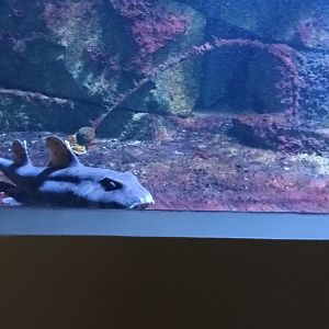 California horn Shark