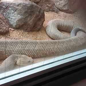 Mexican west coast Rattlesnake