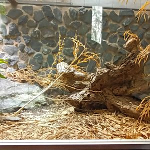 Indian Cobra Habitat