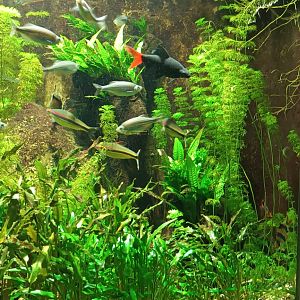 Malabar Danios, Denisons Barbs and Redtail Sharkminnow