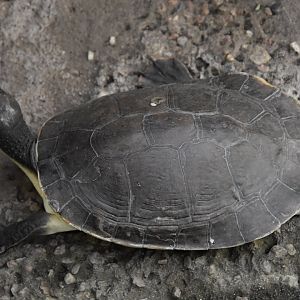 ID TURTLE (WROCLAW ZOO)
