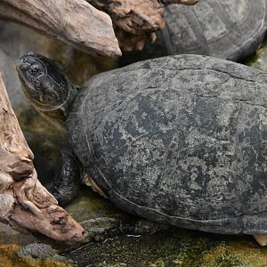 ID TURTLE (WROCLAW ZOO)