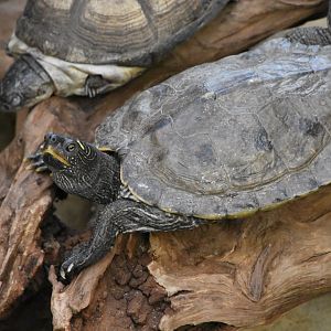 ID TURTLE (WROCLAW ZOO)