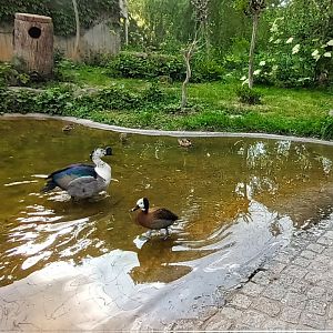 White faced whistling Duck and Knob billed Duck