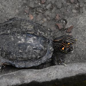 ID TURTLE (WROCLAW ZOO)