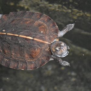 ID TURTLE (WROCLAW ZOO)