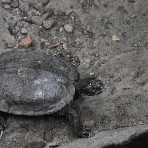 ID TURTLE (WROCLAW ZOO)