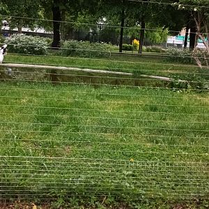 Red crowned Crane Enclosure