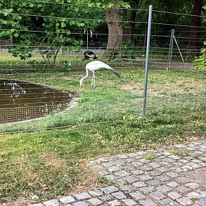 Blue Crane and west african crowned Crane Enclosure