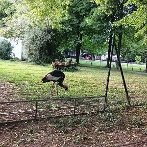 West african crowned Crane
