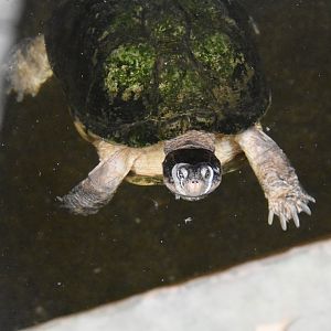 ID TURTLE (WROCLAW ZOO)