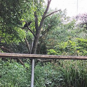 Red billed Curassow and Toco Toucan Aviary