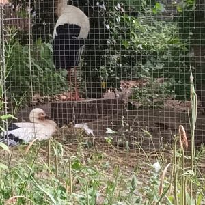 Oriental white Storks