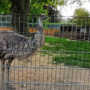 Emu