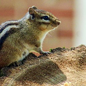 May. 2025 - Eastern Chipmunk