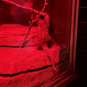 5/17/2025 - Two-Month-Old Prehensile-Tailed Porcupine