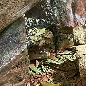 5/17/2025 - Blue-Tongued Skink
