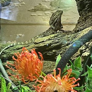 5/17/2025 - Frilled Lizard