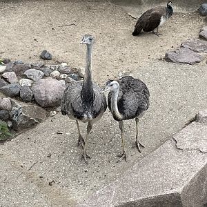 5/17/2025 - Greater Rheas