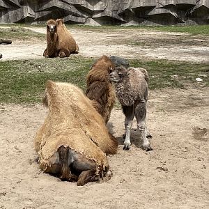 4/27/2025 - Mom and Calf