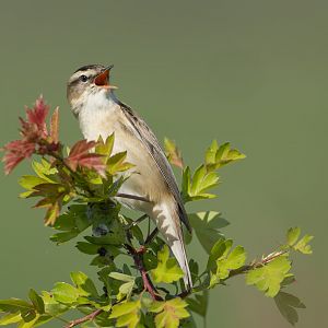 Sedge Warbler (wild) UK