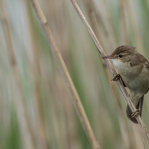 Reed Warbler (wild) UK
