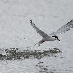 Common Tern (wild) UK