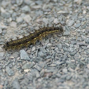 Small Tortoiseshell, Caterpillar, RSPB Frampton Marsh, UK