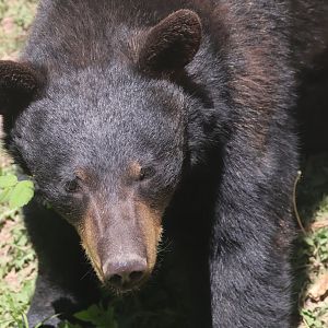 Black Bear Cub