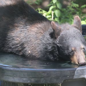 Black Bear Cub