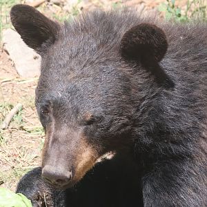 Black Bear cub