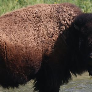 American bison